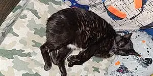 Name American Shorthair Cat Emmett