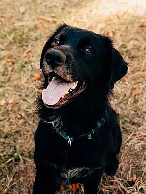 Labrador Retriever Dog Benji