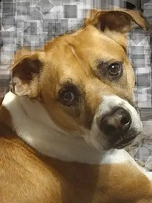 Name Pit Bull Terrier Dog Dante