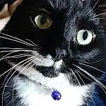 Cat, Carnivore, Window, Felidae, Iris, Whiskers, Small To Medium-sized Cats, Snout, Electric Blue, Furry friends, Domestic Short-haired Cat, Graphics, Black & White, Terrestrial Animal, Black cats, Photography, Graphic Design