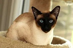Siamese Cat Thaithai
