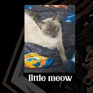 Siamese Cat Little Meow