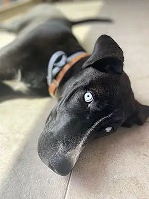 Great Dane Dog Blue