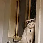 Cat, Felidae, Carnivore, Small To Medium-sized Cats, Wood, Fawn, Window, Whiskers, Door, House, Tail, Tableware, Domestic Short-haired Cat, Home Door, Window Covering, Room, Furry friends, Plaster, Hardwood
