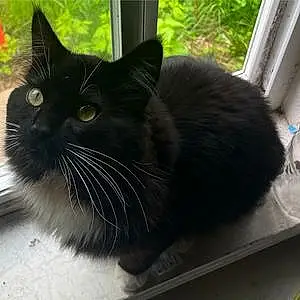 Name  Other Cat Figaro