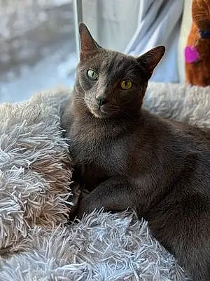 Name Russian Blue Cat Ceaser