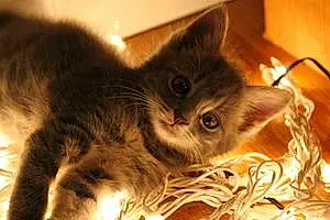 Name American Shorthair Cat Cashmere 