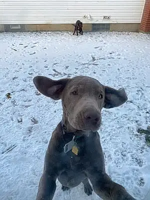 Winter Labrador Retriever Dog Tucker
