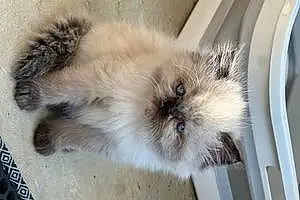 Persian Cat Malibu