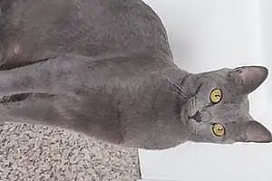 Name Russian Blue Cat Egypt