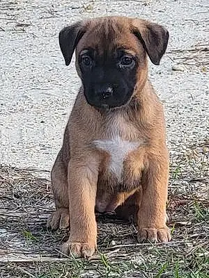 Name German Shepherd Dog Athena