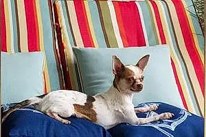 Chihuahua Dog Harper
