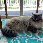 Cat, Plant, Comfort, Wood, Grey, Carnivore, Whiskers, Fawn, Felidae, Small To Medium-sized Cats, Window, Hardwood, Tail, British Longhair, Furry friends, Domestic Short-haired Cat, Maine Coon, Tree