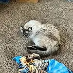 Photograph, Blue, Light, Carnivore, Cat, Comfort, Felidae, Whiskers, Small To Medium-sized Cats, Siamese, Furry friends, Tail, Terrestrial Animal, Paw, Electric Blue, Claw