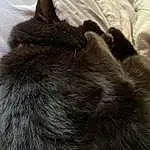 Cat, Felidae, Carnivore, Small To Medium-sized Cats, Grey, Comfort, Whiskers, Tail, Snout, Black cats, Bombay, Claw, Furry friends, Domestic Short-haired Cat, Paw, Terrestrial Animal, Linens, Nap, Chartreux, Dog breed