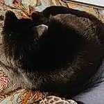 Cat, Comfort, Dog breed, Felidae, Carnivore, Small To Medium-sized Cats, Grey, Whiskers, Companion dog, Snout, Tints And Shades, Tail, Linens, Furry friends, Terrestrial Animal, Black cats, Domestic Short-haired Cat