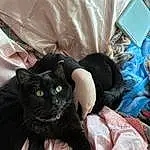 Cat, Comfort, Carnivore, Felidae, Small To Medium-sized Cats, Whiskers, Bombay, Bag, Furry friends, Black cats, Domestic Short-haired Cat, Tail, Sitting, Plastic Bag, Linens, Lap, Claw, Room