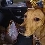 Dog, Car, Carnivore, Dog breed, Collar, Fawn, Vehicle, Steering Wheel, Working Animal, Vroom Vroom, Companion dog, Vehicle Door, Dog Collar, Car Seat Cover, Automotive Lighting, Automotive Exterior, Personal Luxury Car, Fashion Accessory, Car Seat