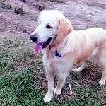 Dog, Dog breed, Golden Retriever, Retriever, Slovak Cuvac, Labrador Retriever