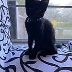 Cat, Light, Felidae, Black, Carnivore, Small To Medium-sized Cats, Bombay, Window, Grey, Whiskers, Snout, Tail, Furry friends, Domestic Short-haired Cat, Black cats, Paw, Claw, Glass, Shadow