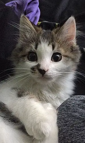 Name Siberian Cat Binx