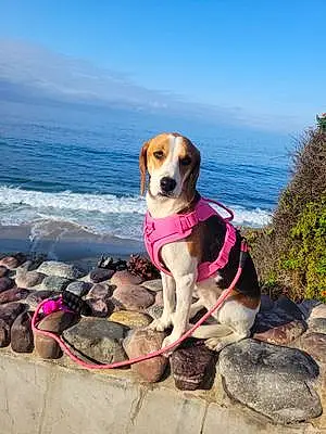 Name Beagle Dog Canela