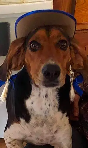 Name Beagle Dog Gretel