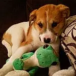 Dog, Puppy, Jack Russell Terrier, Terrier