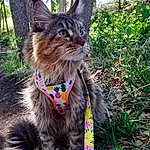 Cat, Plant, Felidae, Carnivore, Small To Medium-sized Cats, Whiskers, Grass, Fawn, Terrestrial Animal, Tree, Snout, Tail, Collar, Electric Blue, Furry friends, Domestic Short-haired Cat, Trunk, Leash, Soil
