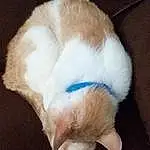 Brown, Cat, Carnivore, Dog breed, Felidae, Comfort, Small To Medium-sized Cats, Whiskers, Fawn, Companion dog, Ear, Snout, Tail, Paw, Furry friends, Wood, Foot, Claw