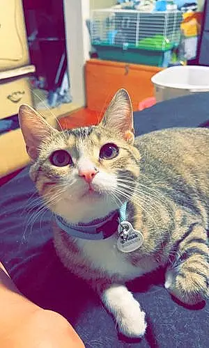 Name Cat Cyrus