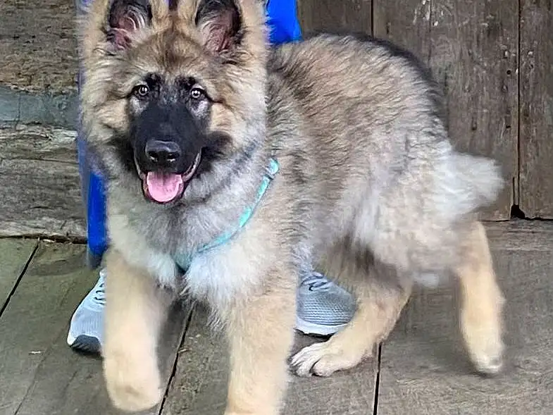 Dog, Blue, Dog breed, Carnivore, Collar, Companion dog, Fawn, Keeshond, Working Animal, Snout, Canidae, Furry friends, Tail, Electric Blue, Dog Collar, Canis, Working Dog, Ancient Dog Breeds, Non-sporting Group