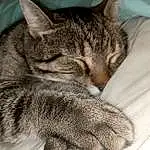Cat, Felidae, Carnivore, Grey, Small To Medium-sized Cats, Whiskers, Snout, Tail, Comfort, Close-up, Domestic Short-haired Cat, Paw, Furry friends, Tree, Claw, Nap, Sleep