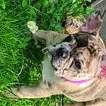 Dog, Flower, Plant, Dog breed, Carnivore, Companion dog, Whiskers, Fawn, Grass, Groundcover, Snout, Collar, Terrestrial Animal, Wrinkle, Dog Supply, Canidae, Toy Dog, Tail, Furry friends