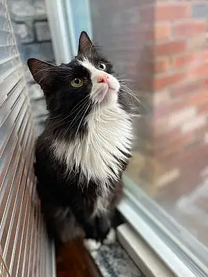 Oriental Longhair Cat Kikyo
