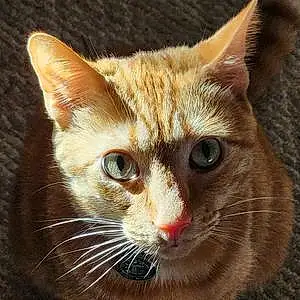 Name American Shorthair Cat Deku