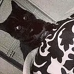 Black cats, Cat, Pattern