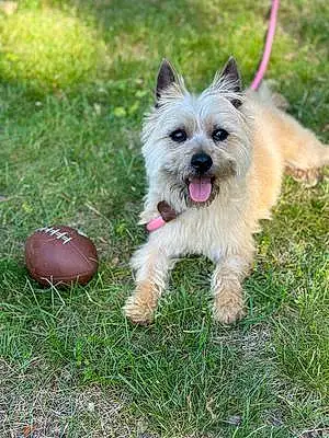 Name Cairn Terrier Dog Cassie