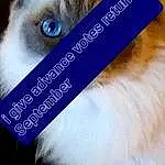 Felidae, Eyelash, Small To Medium-sized Cats, Whiskers, Fawn, Font, Cat, Electric Blue, Snout, Furry friends, Gadget, Photo Caption, Companion dog, Sky, Brand, Paw, Fashion Accessory, Graphics, Canidae