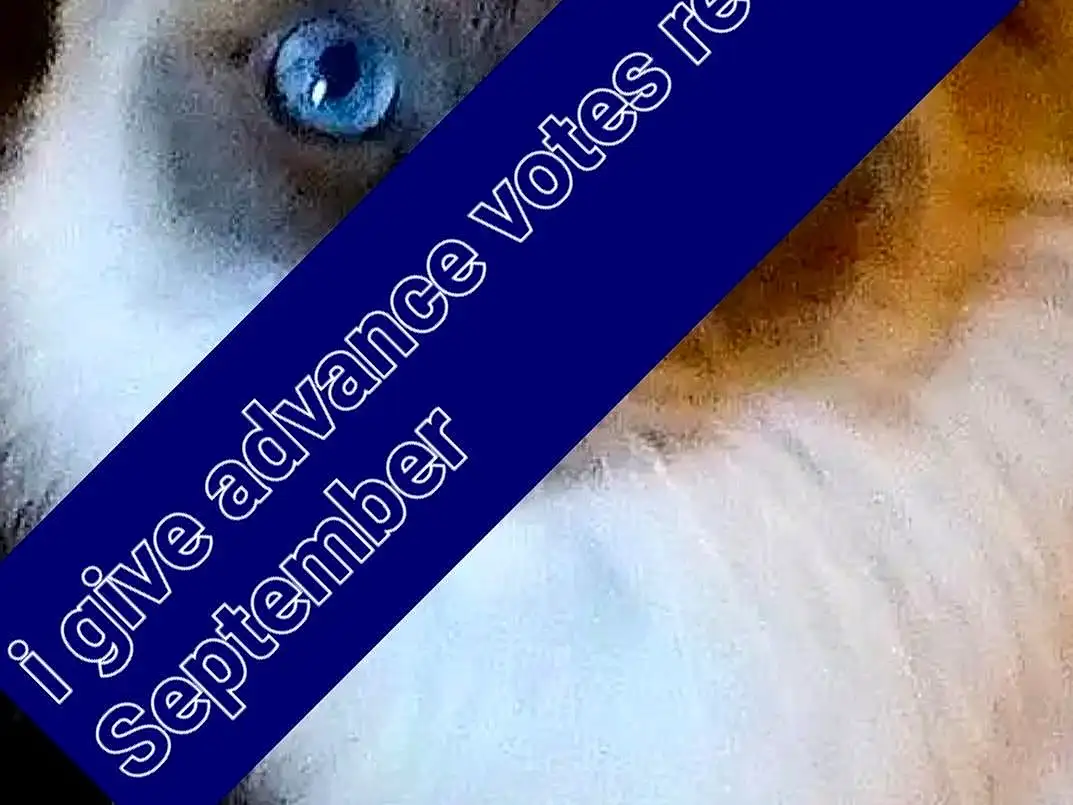 Felidae, Eyelash, Small To Medium-sized Cats, Whiskers, Fawn, Font, Cat, Electric Blue, Snout, Furry friends, Gadget, Photo Caption, Companion dog, Sky, Brand, Paw, Fashion Accessory, Graphics, Canidae