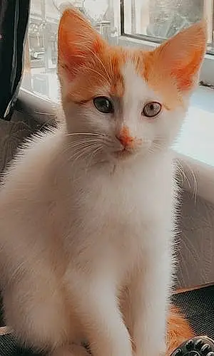 Name Turkish Van Cat Aslan