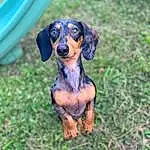 Dog, Carnivore, Dog breed, Working Animal, Fawn, Companion dog, Liver, Grass, Snout, Hound, Terrestrial Animal, Canidae, Dachshund, Working Dog, Hunting Dog, Puppy