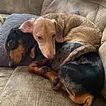 Dog, Comfort, Liver, Working Animal, Carnivore, Grey, Dog breed, Fawn, Companion dog, Dog Supply, Hound, Canidae, Guard Dog, Furry friends, Linens, Pointing Breed, Wood, Puppy, Paw