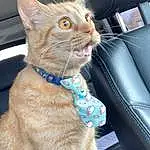 Cat, Felidae, Carnivore, Small To Medium-sized Cats, Collar, Gesture, Whiskers, Fawn, Snout, Tail, Comfort, Furry friends, Domestic Short-haired Cat, Paw, Electric Blue, Steering Wheel, Car Seat, Head Restraint, Claw