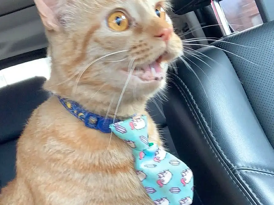 Cat, Felidae, Carnivore, Small To Medium-sized Cats, Collar, Gesture, Whiskers, Fawn, Snout, Tail, Comfort, Furry friends, Domestic Short-haired Cat, Paw, Electric Blue, Steering Wheel, Car Seat, Head Restraint, Claw