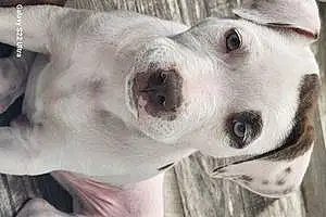 Name Pit Bull Terrier Dog Cerberus