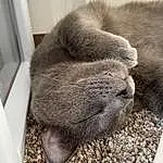 Cat, Carnivore, Grey, Felidae, Small To Medium-sized Cats, Whiskers, Snout, Terrestrial Animal, Tail, Domestic Short-haired Cat, Furry friends, Paw, Comfort, Claw, Cat Supply, Nap, Russian blue, Sleep, Soil
