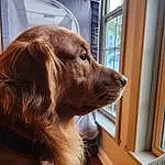 Dog, Plant, Window, Shelf, Liver, Carnivore, Dog breed, Fawn, Whiskers, Wood, Companion dog, Working Animal, Gun Dog, Snout, Retriever, Furry friends, Hardwood, Canidae, Shelving