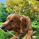 Dog breed, Carnivore, Liver, Dog, Plant, Tree, Fawn, Terrestrial Animal, Companion dog, Orangutan, Snout, Wood, Grass, Working Animal, Canidae, Furry friends, Trunk, Paw