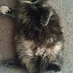 Cat, Kitten, Whiskers, Domestic long-haired cat, Maine Coon, Persian, Nebelung, Norwegian Forest Cat